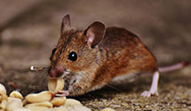 24 Hour & Emergency Exterminators in La Valle, WI
